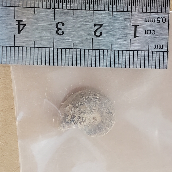 🦣FOSSILS FOR KIDS🦖 - Picture 9 of 14